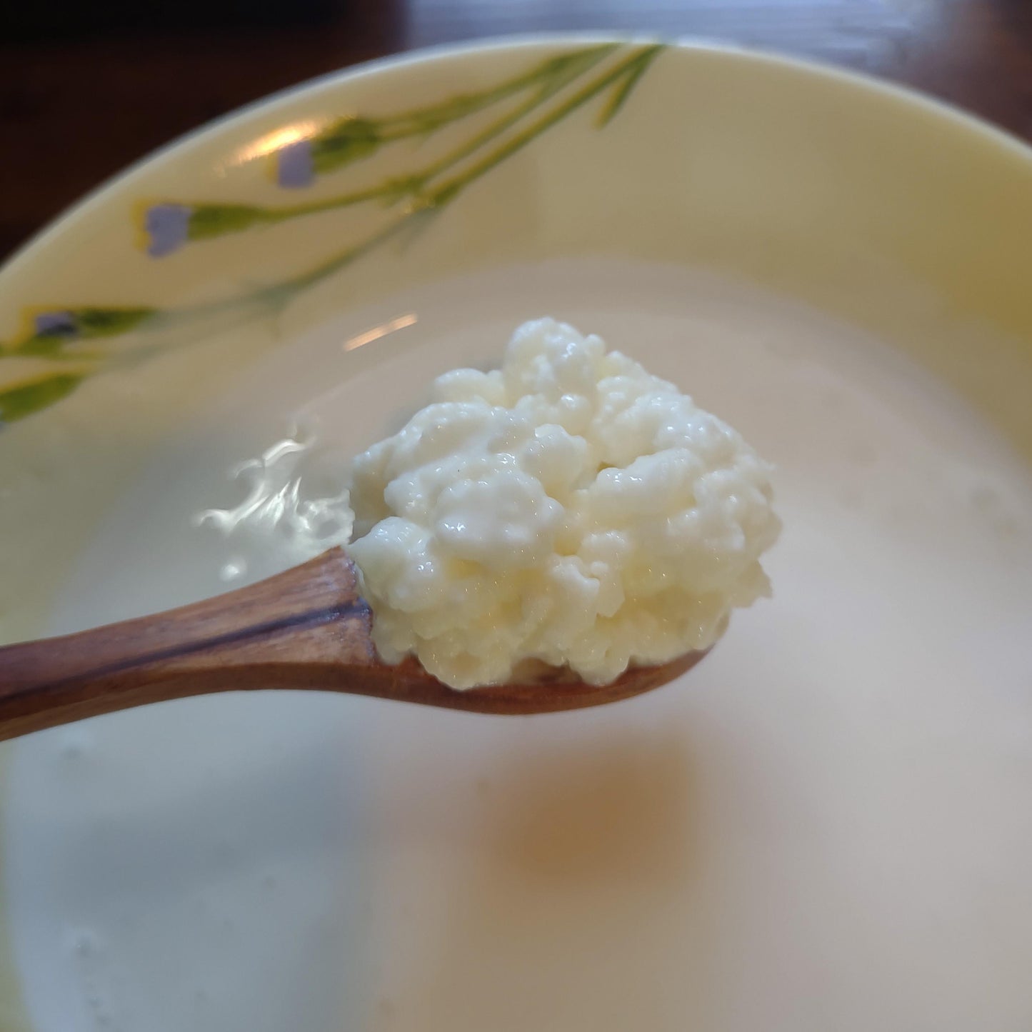 Live Organic Whole Milk Kefir Grains - Reusable Probiotic Starter