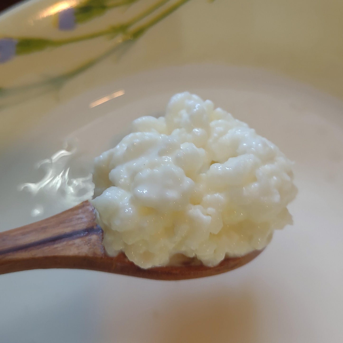 Live Organic Whole Milk Kefir Grains - Reusable Probiotic Starter