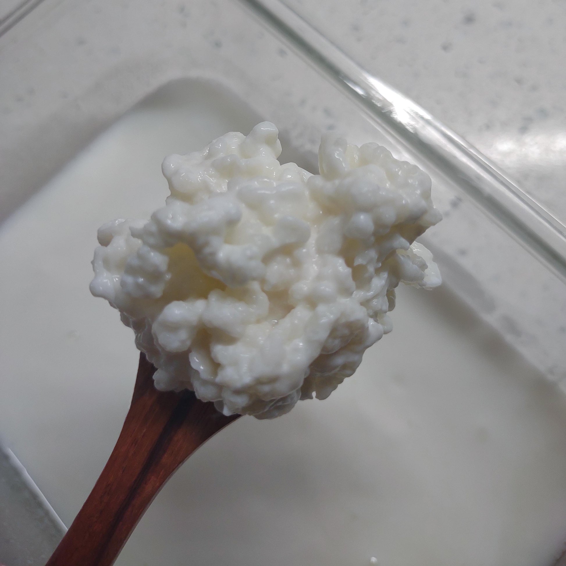 Live Organic Whole Milk Kefir Grains - Reusable Probiotic Starter