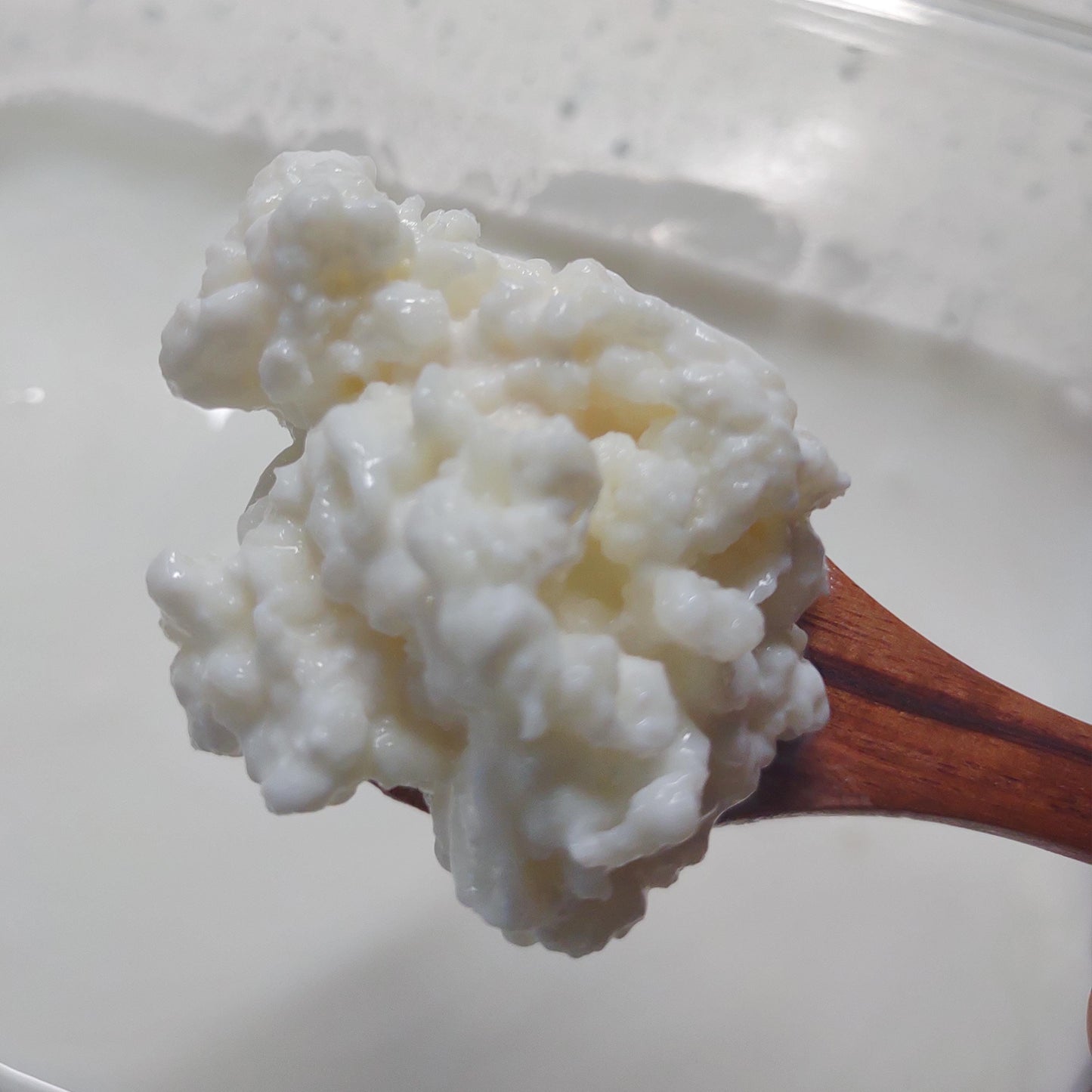 Live Organic Whole Milk Kefir Grains - Reusable Probiotic Starter