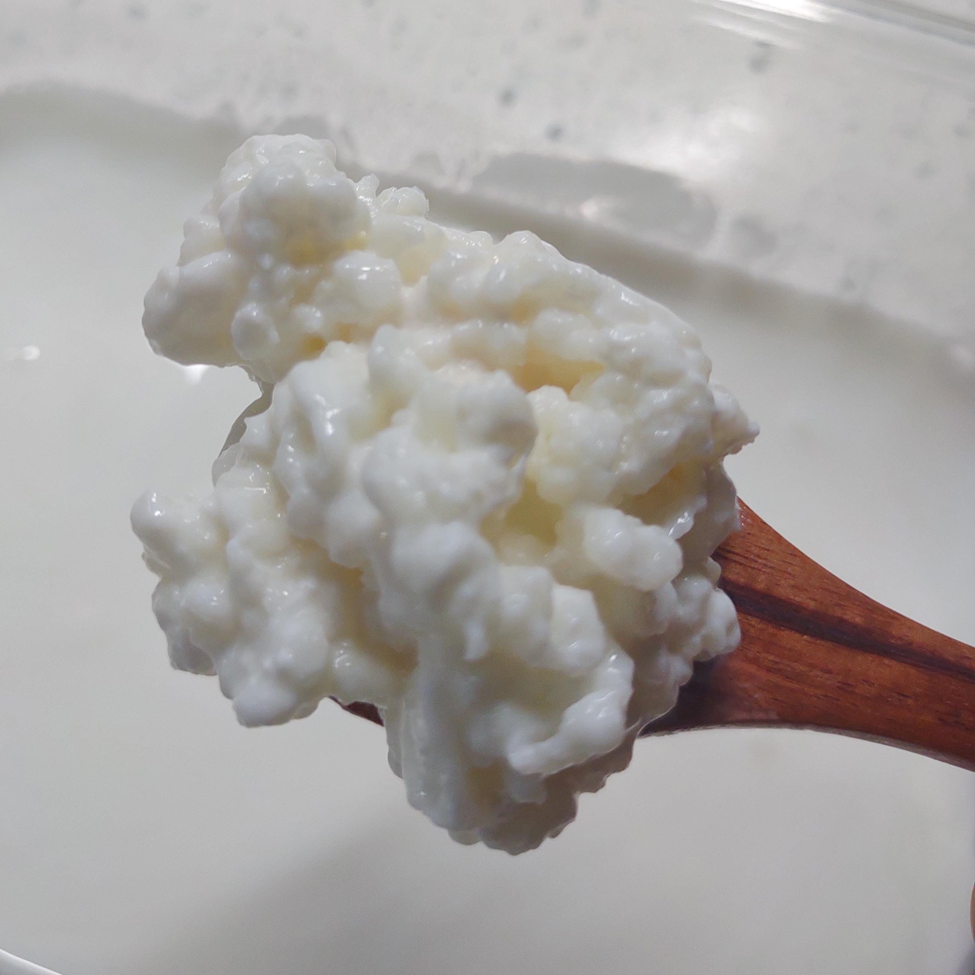 Live Organic Whole Milk Kefir Grains - Reusable Probiotic Starter
