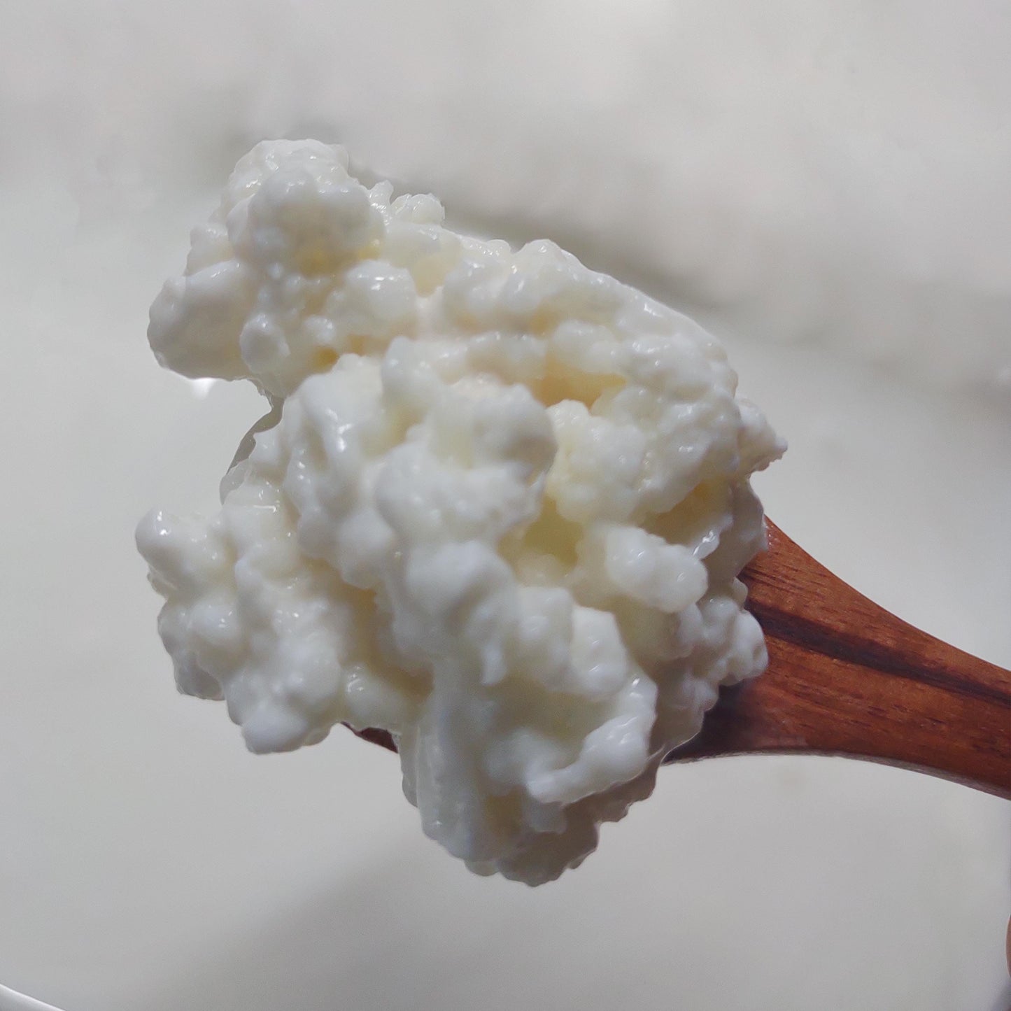 Live Organic Whole Milk Kefir Grains - Reusable Probiotic Starter
