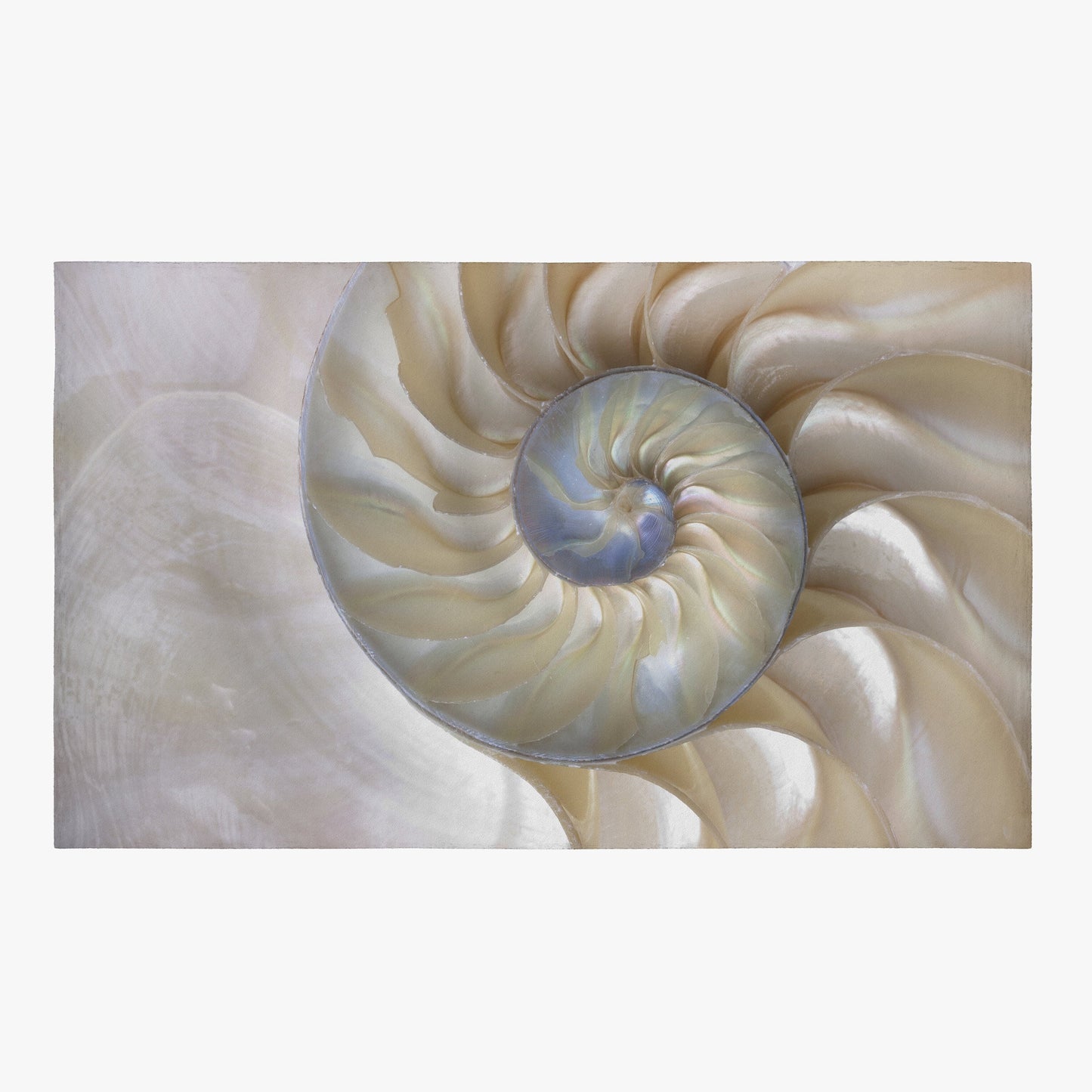 Nautilus Shell Rug Beige Rug Ocean Rug Beachy Floor Rug fibonacci Mat ocean rug shell Rugs 2x3 3x5 4x6 5x7 8x10 Large rugs ocean decor