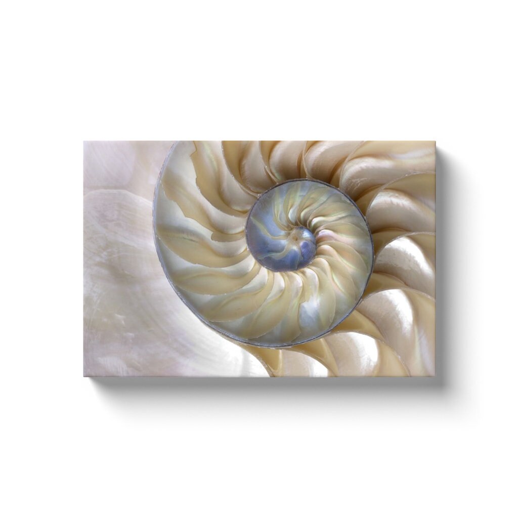 Nautilus Shell Canvas Art Fibonacci Artwork sacred geometry beige beach ocean canvas