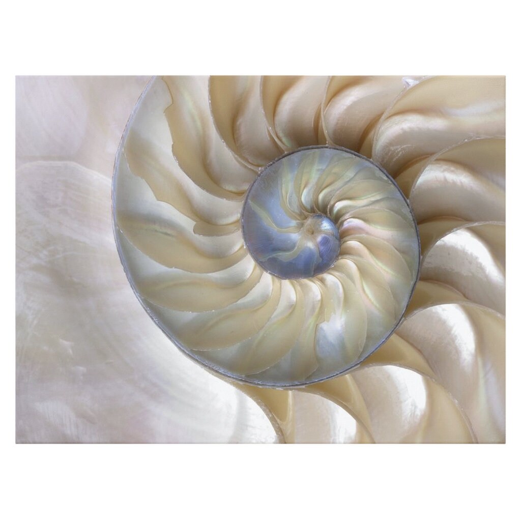 Nautilus Shell Canvas Art Fibonacci Artwork sacred geometry beige beach ocean canvas